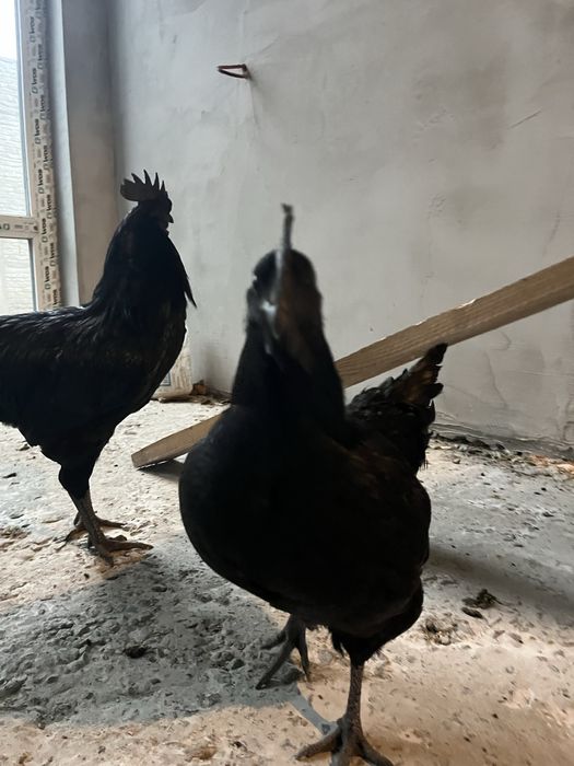 Петушок породы Аям Цемани