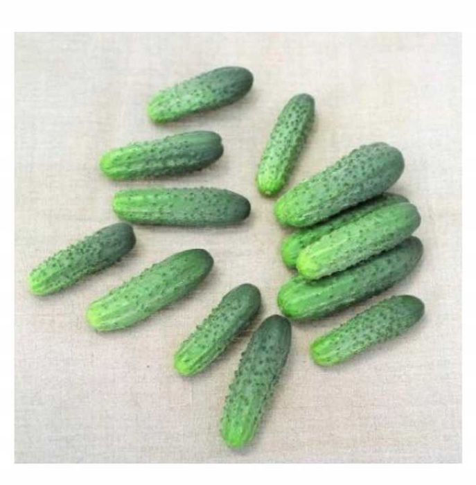 Nasiona Ogórek Allianz 1 tys !