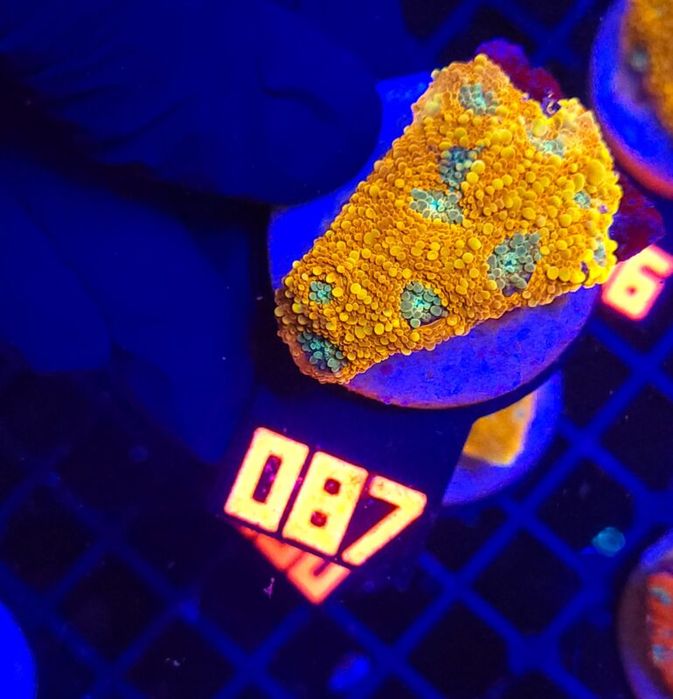 Acanthastrea Honey Gold (087) [Koralowce LPS]