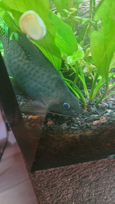 Sumik Giętkoząb Wielkopłetwy- Akwarystyka  Sprzedam