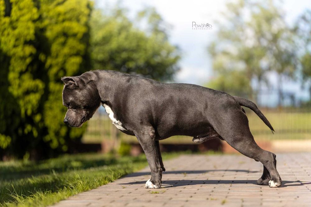 Amstaff Blue - piesek 1