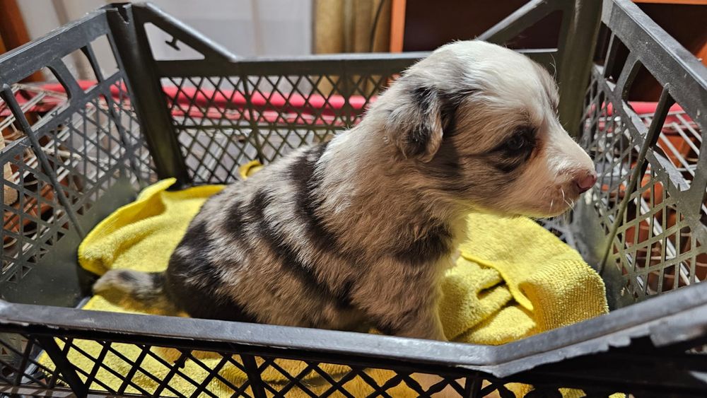 Sunia Border collie do rezerwacji