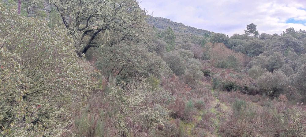 Prédio Rustico com 1,55 Ha
