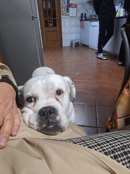 Doação: cachorra de 10 anos resgstada