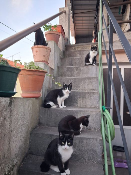 Gatos jovens para adoção responsável