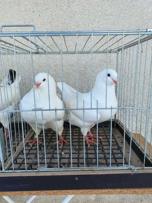 Sprzedam gołębie rasy king