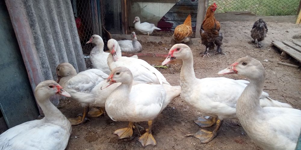 Продам кроликов на развод и мясо Индоутки селезни и уточки цвет Лаванд