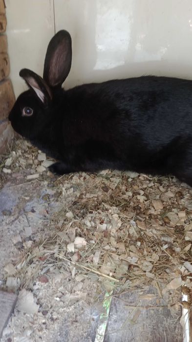 Різноманітність кролів