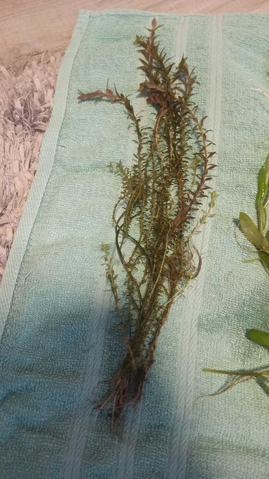 Hygrophilia i Moczarka roślinki akwariowe