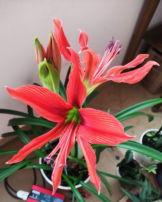 Гіпеаструм Aulikum (Аулікум)