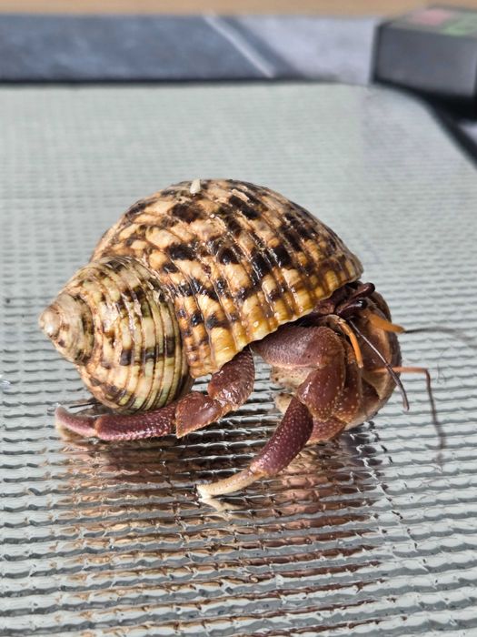 Krab pustelnik z terarium i akcesoriami