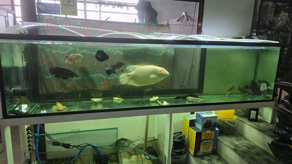 Aquário de 250cm