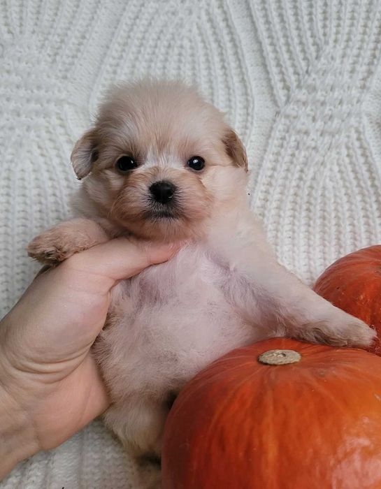 Найчарівніша  міні  Помапу кралечка з Києва