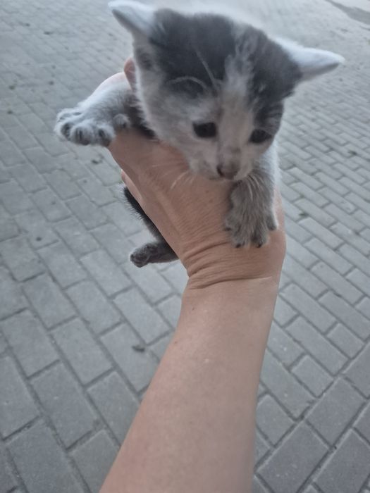 Oddam pięć kotków