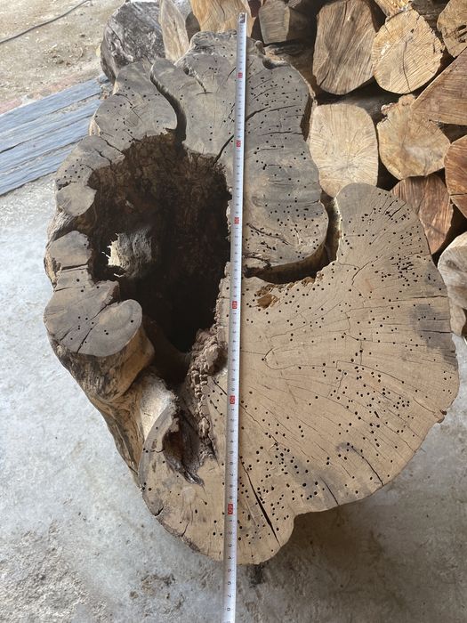 Tronco de figueira + de 300 anos