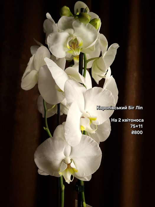 Орхідея, Фаленопсис, квіти