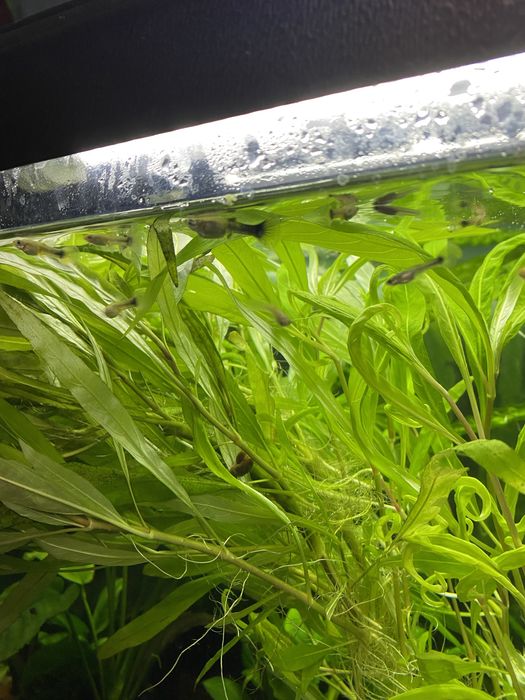 Гупі  гуппі акваріумні рибки