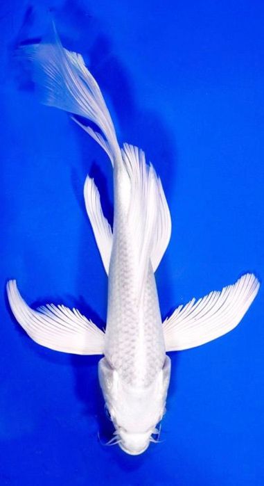 Karp koi butterfly jesiotr amur orfa tołpyga