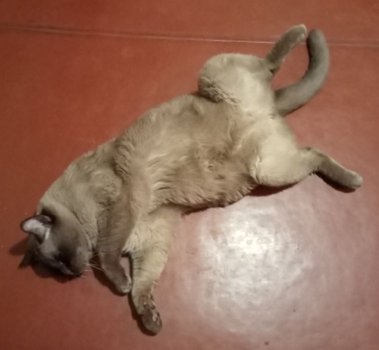 Пропоную послуги по перетримці домашніх улюбленців.