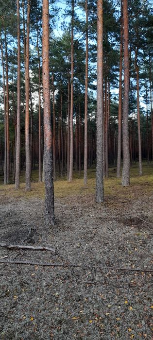 DZIAŁKA Leśna  Swornegacie