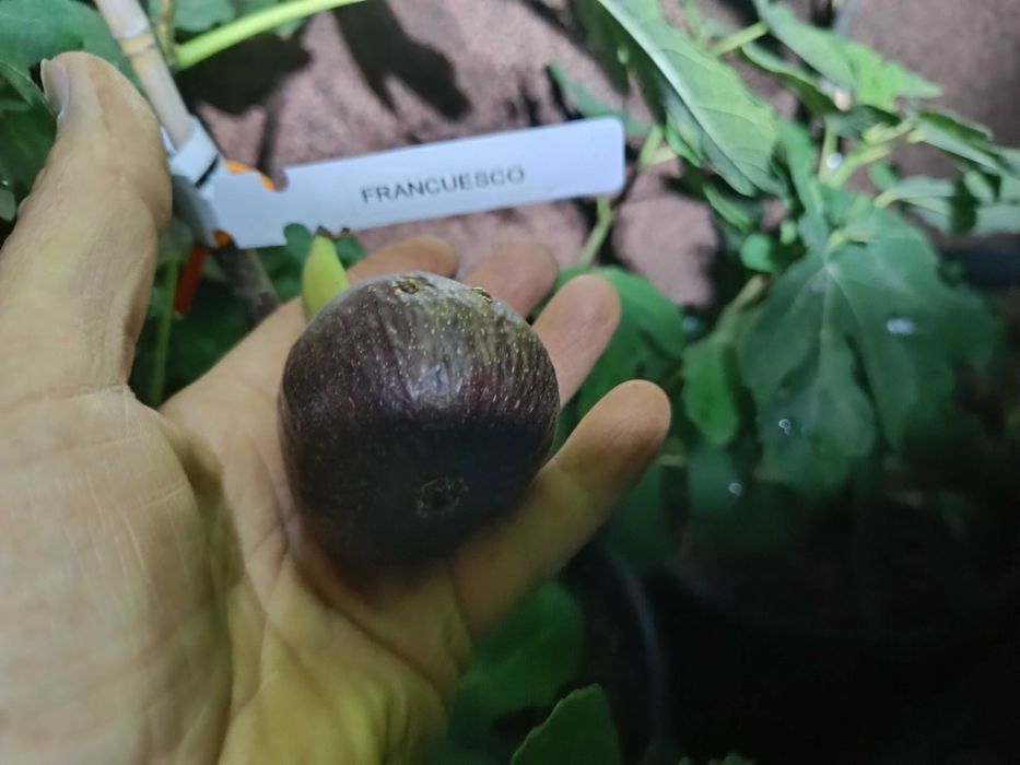 Sadzonki figi pospolitej Ficus carica w odmianach Desert King, Excel, Francuesco.