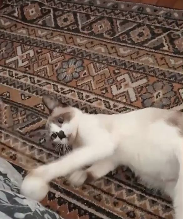 Gatinha para adopção