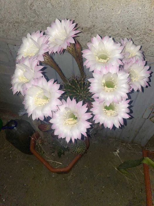 продам кактус ехінопсіс гострогранний