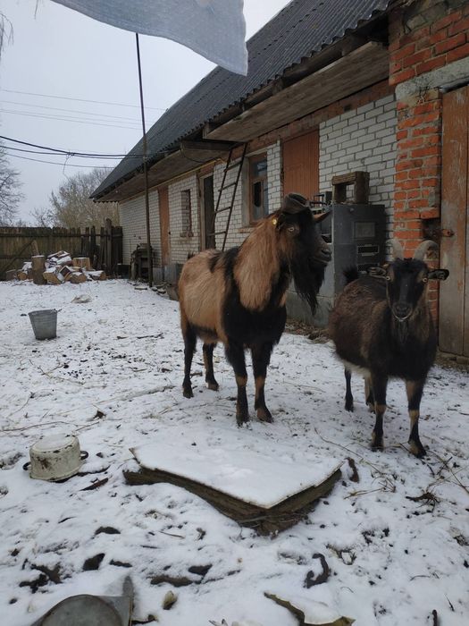 Продам Альпийского козла на племя