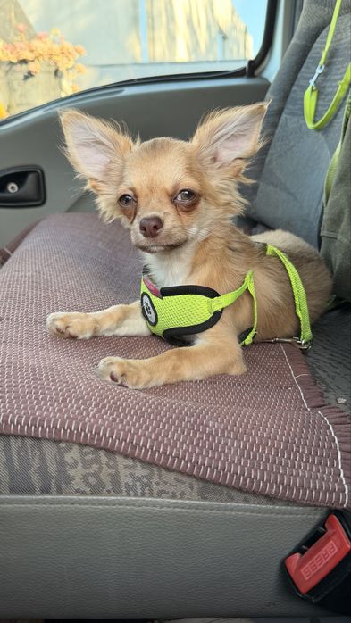 Fantastico Chihuahua