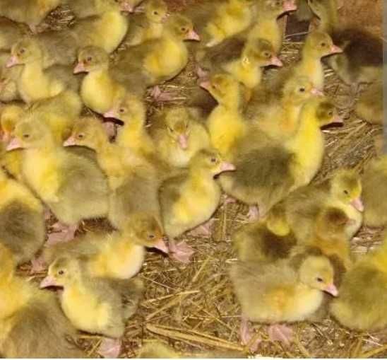 Gesi biale kołgucka owsiana