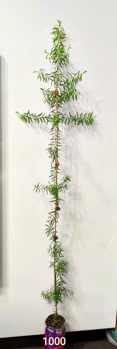 Австралийское чайное дерево Melaleuca  bracteata