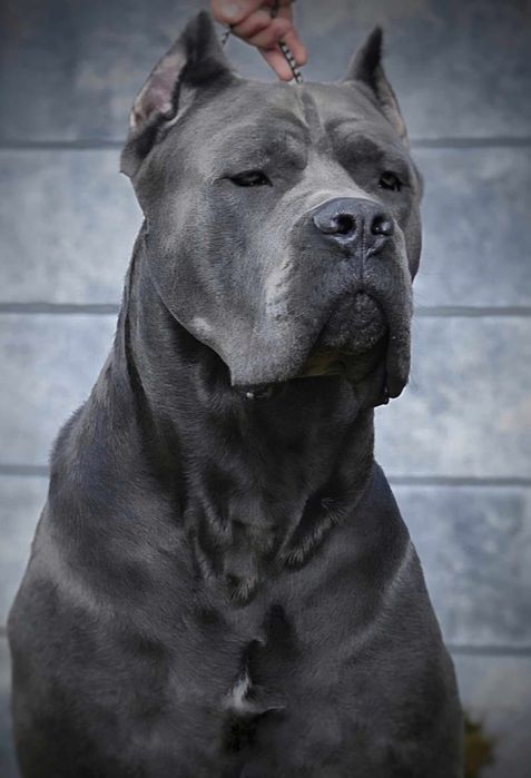 Cane Corso Italiano - ZkwP/FCI piękny szaro pregowany  samiec
