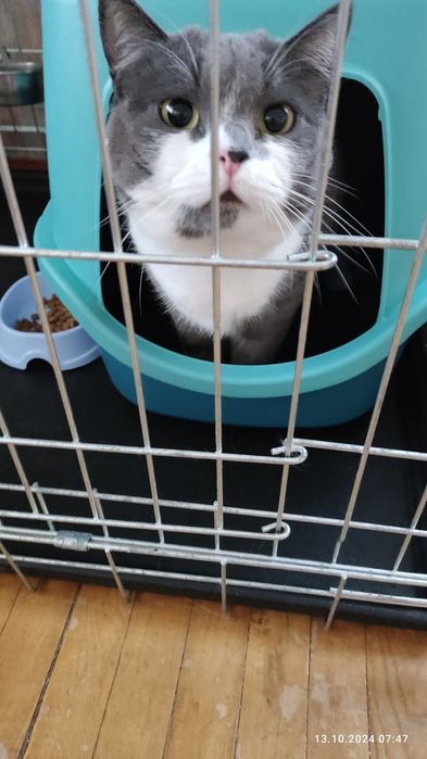 Котики - перетримка у великих боксах