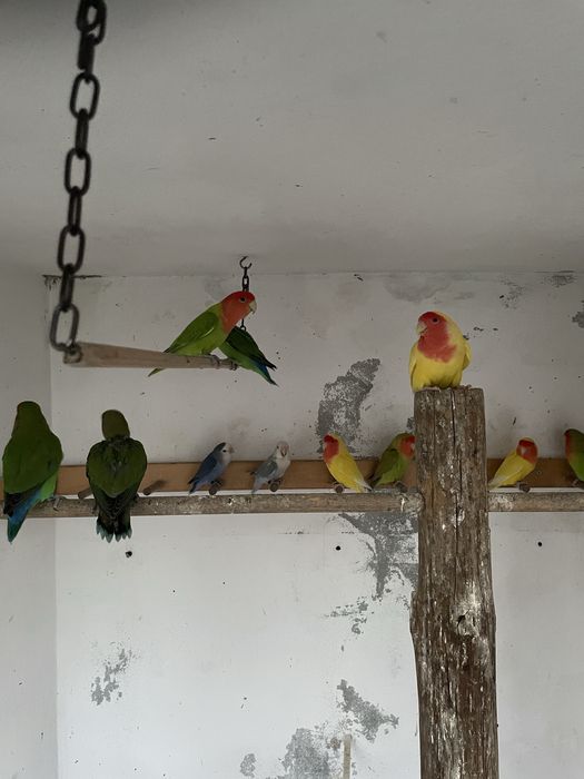 Casais de agapórnis
