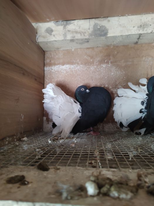 Pawik pawiki czarny biały ogon