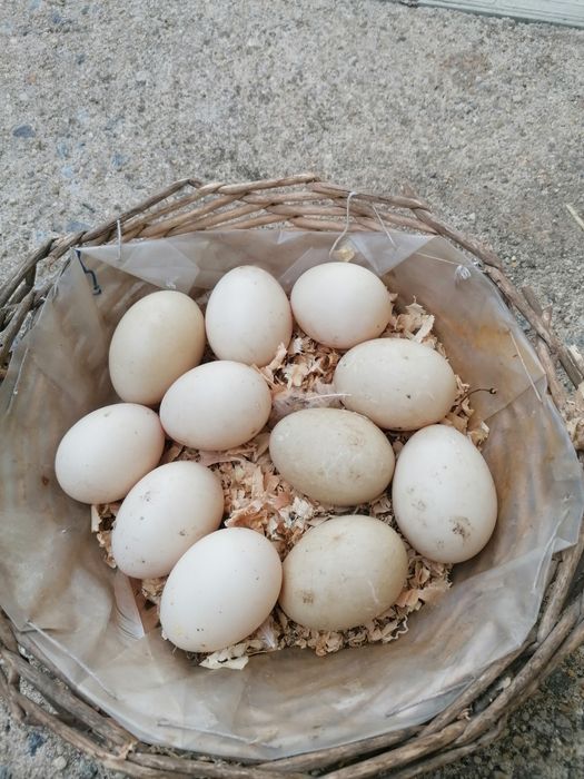 Ovos galados de patos mudos