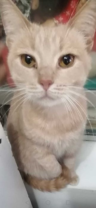 Персикові кішечка ,котик стерилізовані