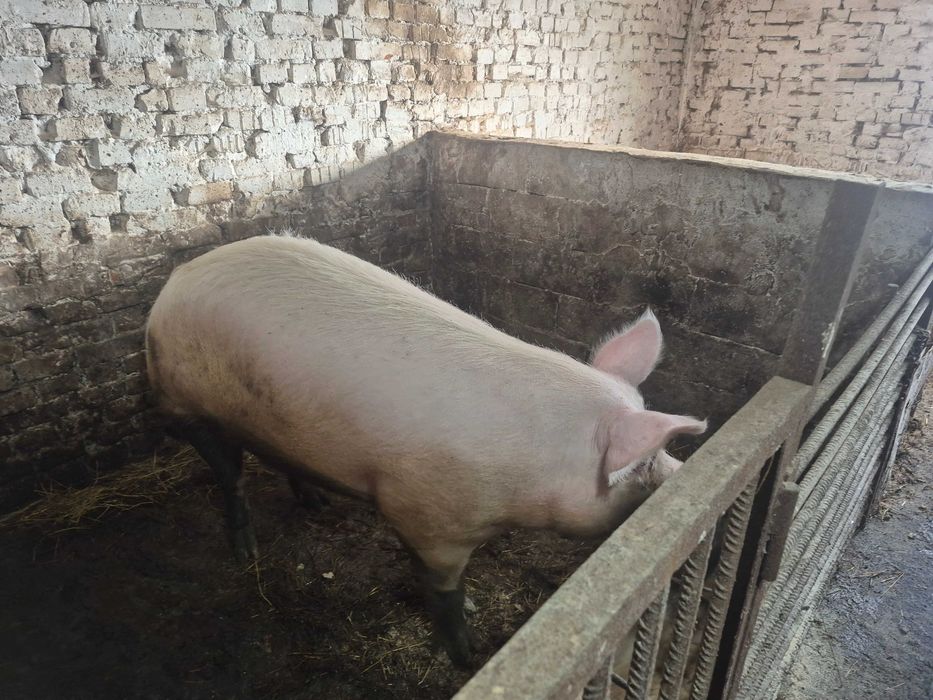 Свині на домашніх кормах