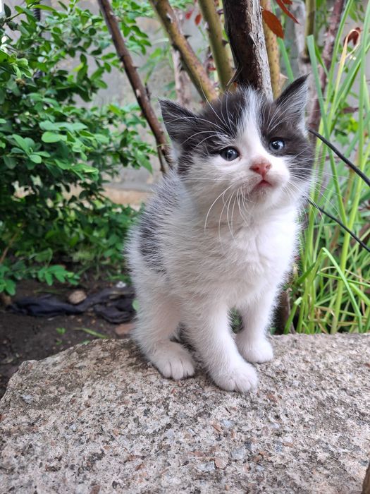Кішечка, кошеня, котик Первомайськ Миколаївська обл.