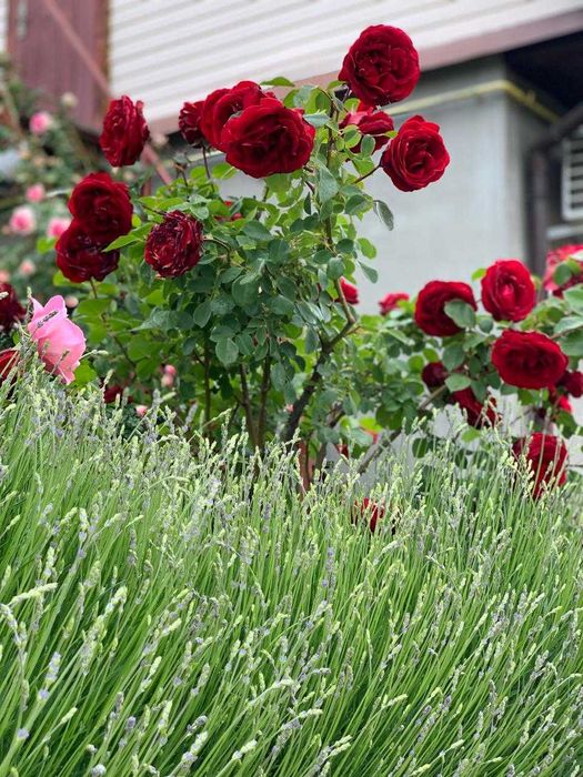 House by the address st. Lyustdorfskaya dor Chernomorskaya dor (area 98 m²) - Atlanta.ua - photo 20