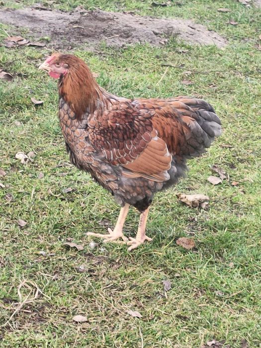 Sprzedam nadwyżkowe koguty