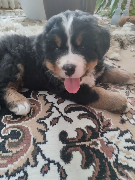 Продам цуценята бернского зененхунда