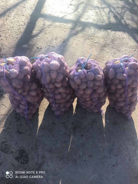 Картопля Бела Роса, Рів'єра