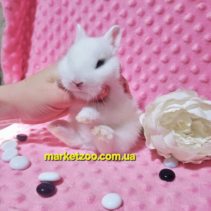 Найменші кролики в Україні!Карликовые кролики,карликові, міні ,мини