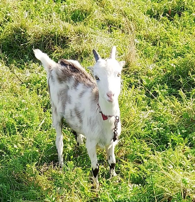 Продається  коза
