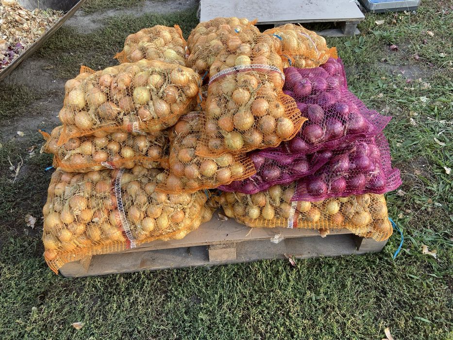 Cebula żółta, worki 15 kg i 5 kg