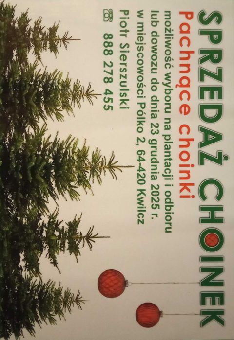 Choinki prosto z plantacji