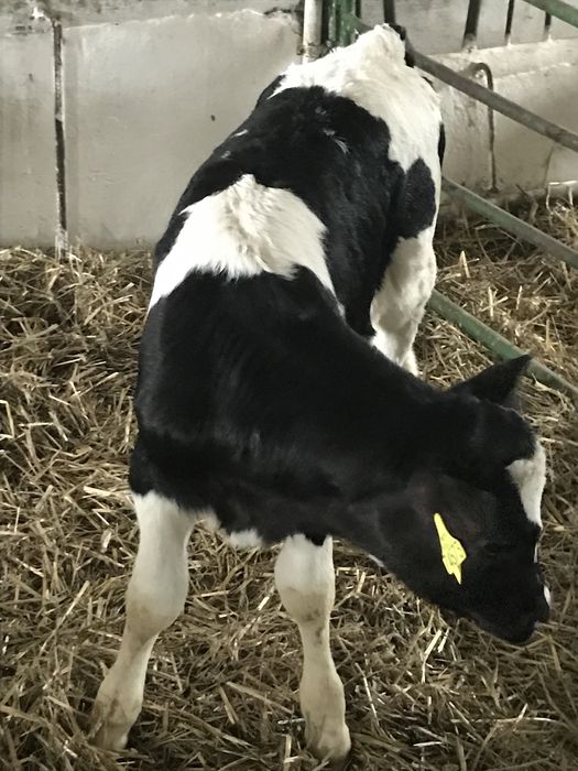 Sprzedam cielaki byczki i jałóweczki z kartami