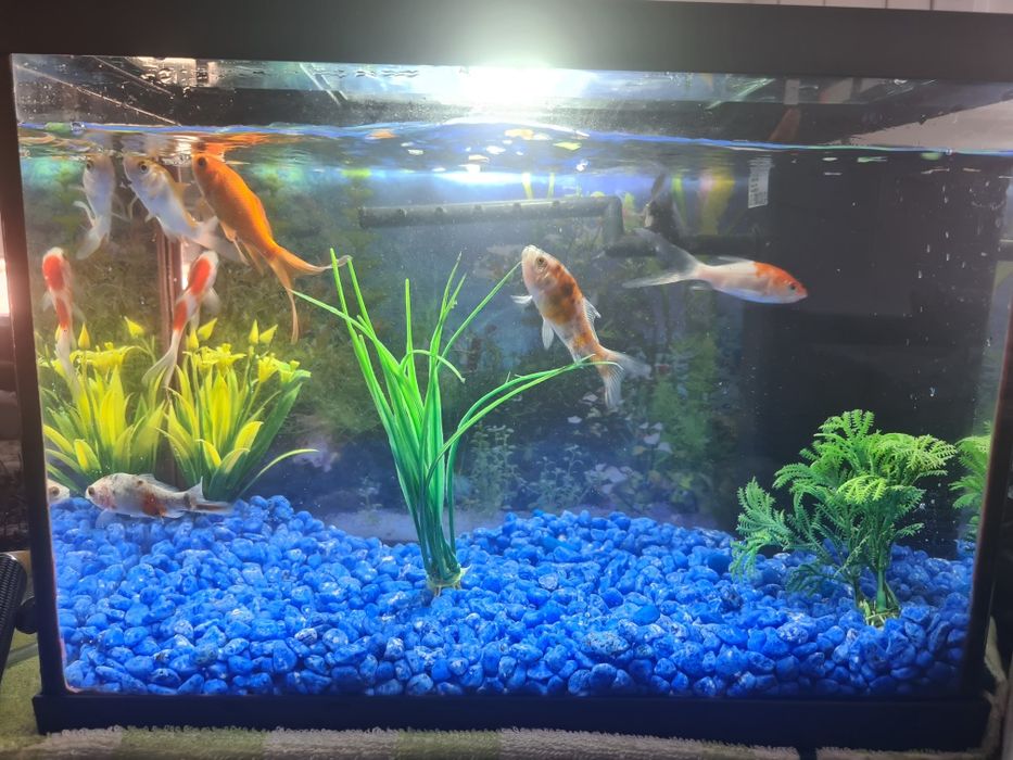 Aquário com motor luz e 6 peixes