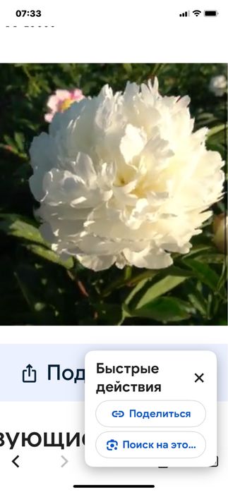 Angel Cheeks, Joker,.Henry, Bockstoce, Георгіни пампонні та шаровидні